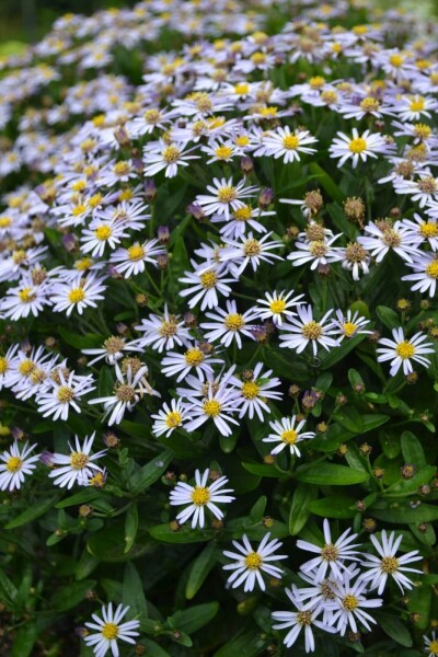 Kalimeris incisa 'Nana Blue' Kalimeris incisa 'Nana Blue'