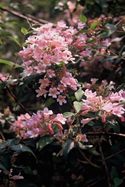 Kolkwitzia amabilis 'Pink Cloud' Strauch 20-30 cm