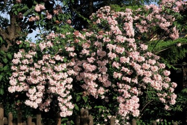 Kolkwitzia amabilis 'Pink Cloud' Strauch 20-30 cm