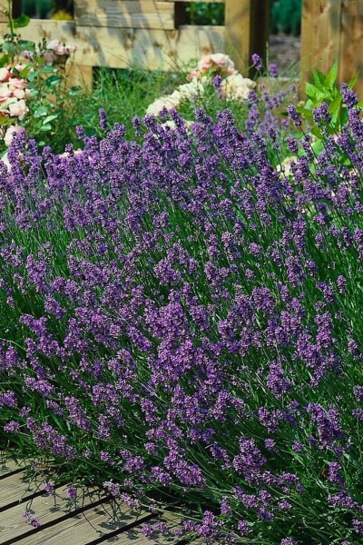 Lavandula angustifolia 'Munstead' Lavandula angustifolia 'Munstead'