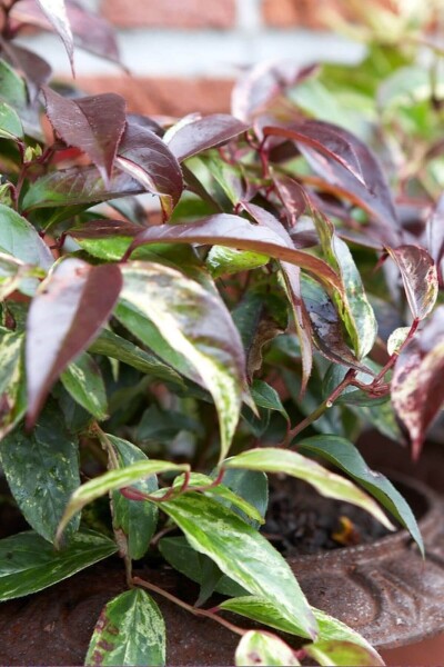Leucothoe fontanesiana 'Rainbow' Leucothoe fontanesiana 'Rainbow'