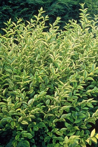 Ligustrum ovalifolium 'Aureum' Ligustrum ovalifolium 'Aureum'