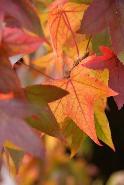 Liquidambar styraciflua 'Worplesdon' Liquidambar styraciflua 'Worplesdon'