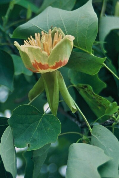 Liriodendron tulipifera Liriodendron tulipifera