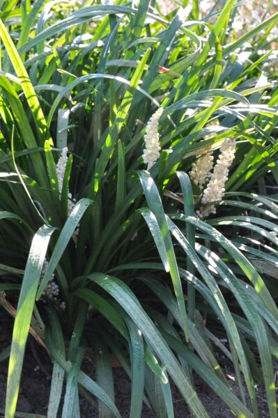 Liriope muscari 'Monroe White' Liriope muscari 'Monroe White'