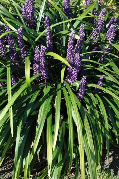 Liriope muscari 'Royal Purple' Liriope muscari 'Royal Purple'