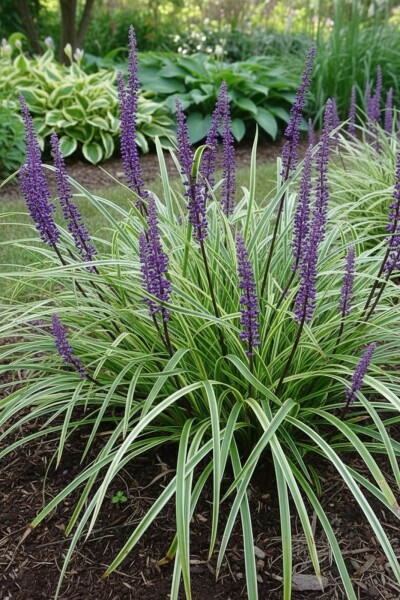Liriope muscari 'Silvery Sunproof' Liriope muscari 'Silvery Sunproof'
