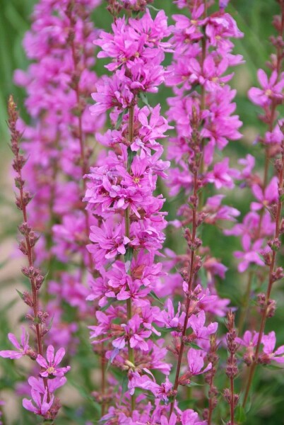 Lythrum salicaria 'Robert' Lythrum salicaria 'Robert'