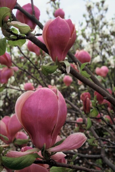 Magnolia soulangeana 'Lennei' struik Magnolia soulangeana 'Lennei' struik