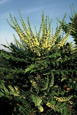 Mahonia media 'Winter Sun' struik 50-60 cm