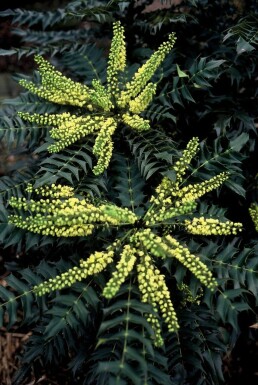 Mahonia media 'Winter Sun' struik 50-60 cm