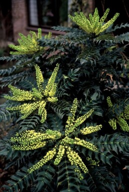 Mahonia media 'Winter Sun' struik 50-60 cm