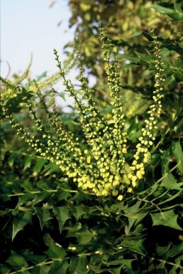 Mahonia media 'Winter Sun' struik 50-60 cm