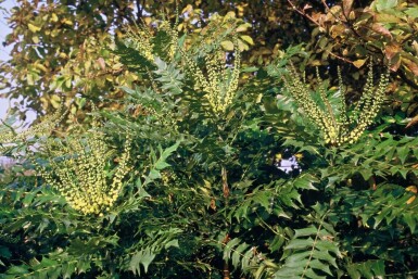 Mahonia media 'Winter Sun' struik 50-60 cm
