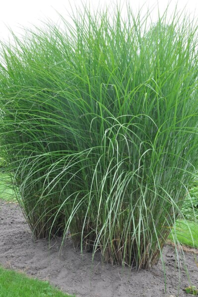 Miscanthus sinensis 'Gracillimus' Miscanthus sinensis 'Gracillimus'