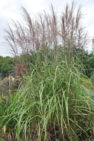 Miscanthus sinensis 'Malepartus' Miscanthus sinensis 'Malepartus'