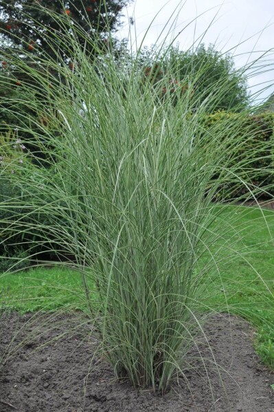 Miscanthus sinensis 'Morning Light' Miscanthus sinensis 'Morning Light'