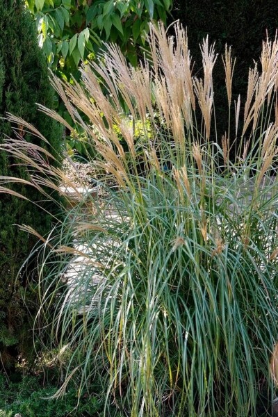 Miscanthus sinensis 'Yakushima Dwarf' Miscanthus sinensis 'Yakushima Dwarf'