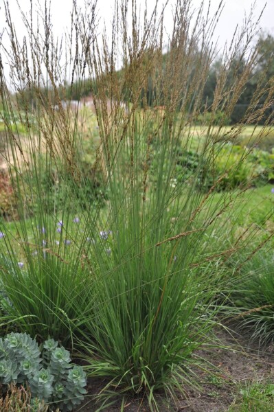 Molinia caerulea 'Heidebraut Molinia caerulea 'Heidebraut