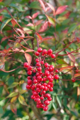 Nandina domestica Strauch 40-50 cm