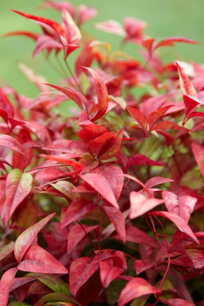 Nandina domestica 'Firepower' Nandina domestica 'Firepower'