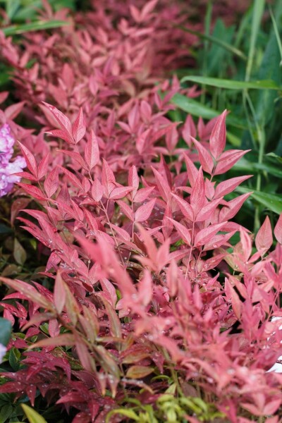 Nandina domestica 'Obsessed'