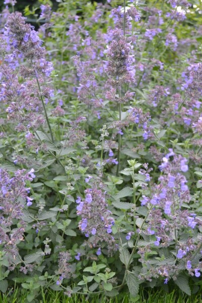 Nepeta faassenii 'Six Hills Giant' Nepeta faassenii 'Six Hills Giant'