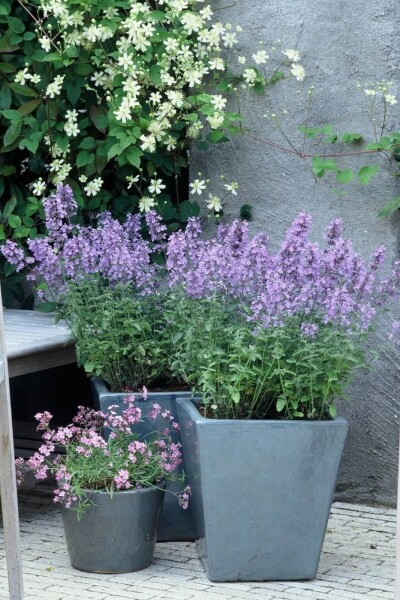 Nepeta faassenii 'Walker's Low' Nepeta faassenii 'Walker's Low'