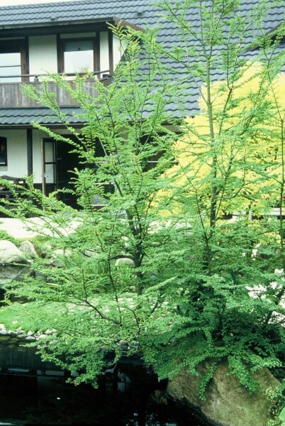 Nothofagus antarctica Nothofagus antarctica