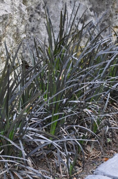 Ophiopogon planiscapus 'Niger' Ophiopogon planiscapus 'Niger'
