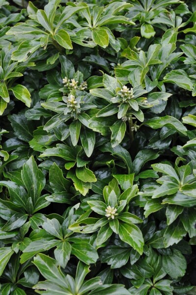 Pachysandra terminalis 'Green Sheen'