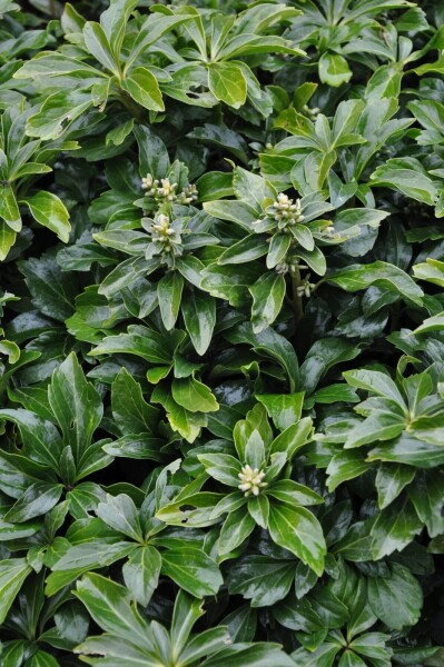 Pachysandra terminalis 'Green Sheen' Pachysandra terminalis 'Green Sheen'