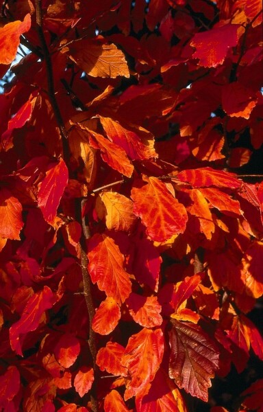 Parrotia persica Parrotia persica