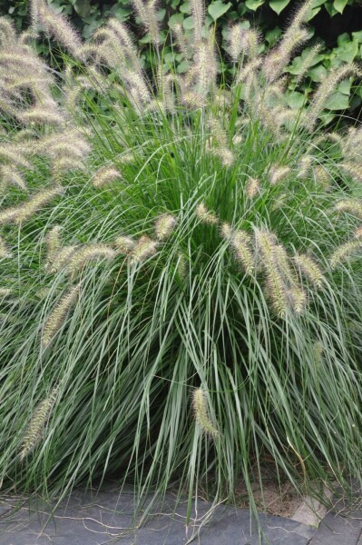 Pennisetum alopecuroides 'Hameln'