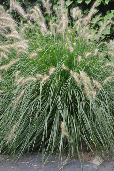 Pennisetum alopecuroides 'Hameln' Pennisetum alopecuroides 'Hameln'