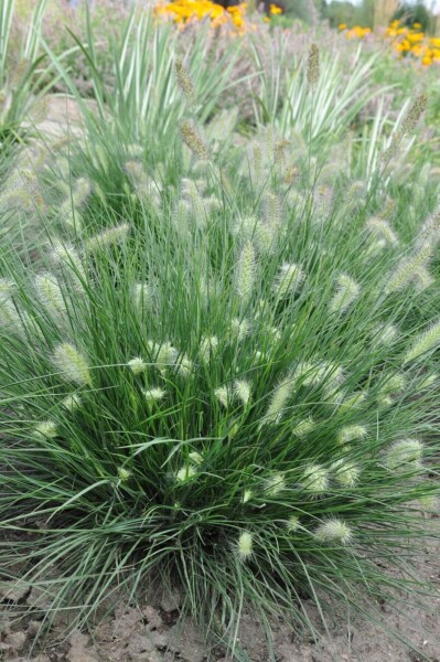 Pennisetum alopecuroides 'Little Bunny' Pennisetum alopecuroides 'Little Bunny'