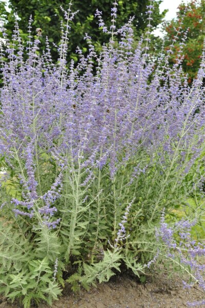 Perovskia atriplicifolia 'Blue Spire' Perovskia atriplicifolia 'Blue Spire'