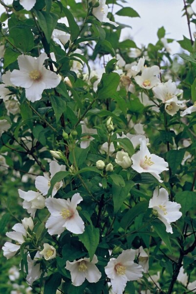 Philadelphus 'Belle Etoile' Philadelphus 'Belle Etoile'