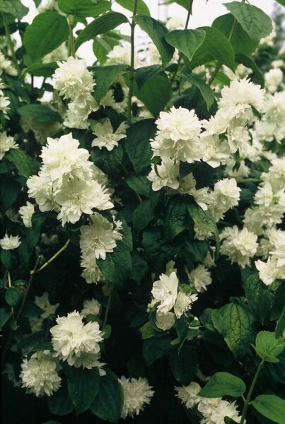 Philadelphus 'Virginal' Philadelphus 'Virginal'