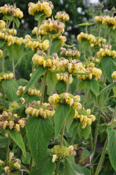 Phlomis russeliana Phlomis russeliana