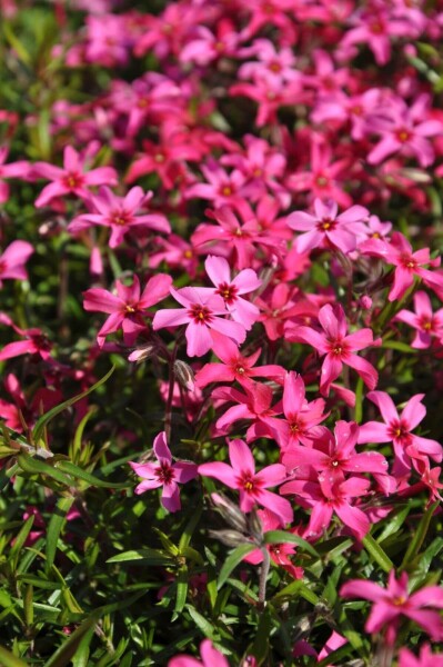 Phlox subulata 'Atropurpurea' Phlox subulata 'Atropurpurea'