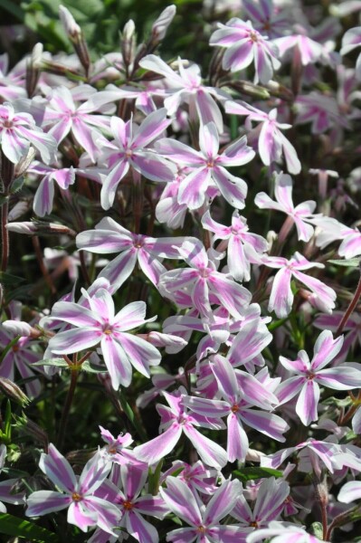 Phlox subulata 'Candy Stripes' Phlox subulata 'Candy Stripes'