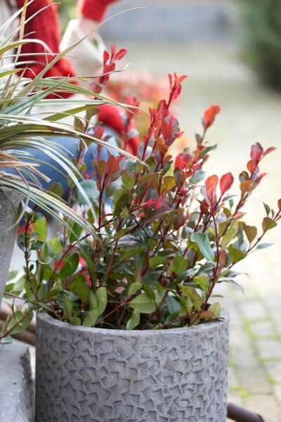 Photinia × fraseri 'Little Red Robin' Photinia × fraseri 'Little Red Robin'