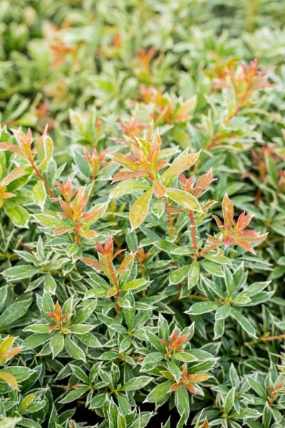 Pieris japonica 'Little Heath' Pieris japonica 'Little Heath'
