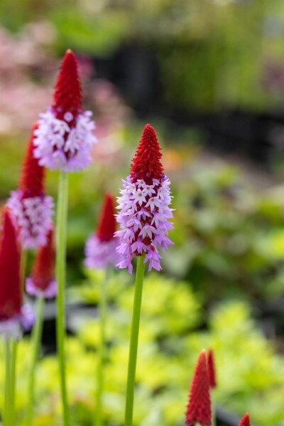 Primula vialii Primula vialii