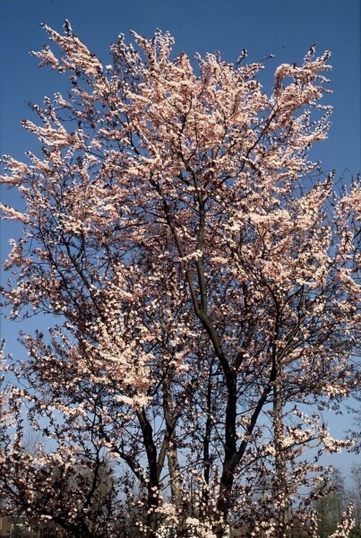 Prunus cerasifera 'Nigra'