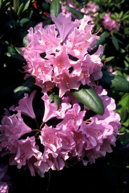 Rhododendron 'Roseum Elegans' Strauch 40-50 cm