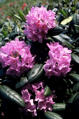 Rhododendron 'Roseum Elegans' Strauch 40-50 cm