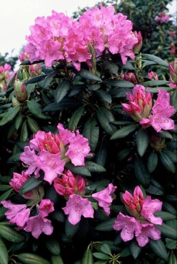 Rhododendron 'Roseum Elegans' Strauch 40-50 cm