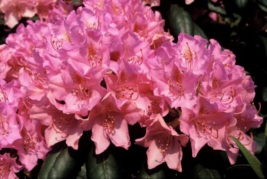Rhododendron 'Roseum Elegans' Strauch 40-50 cm